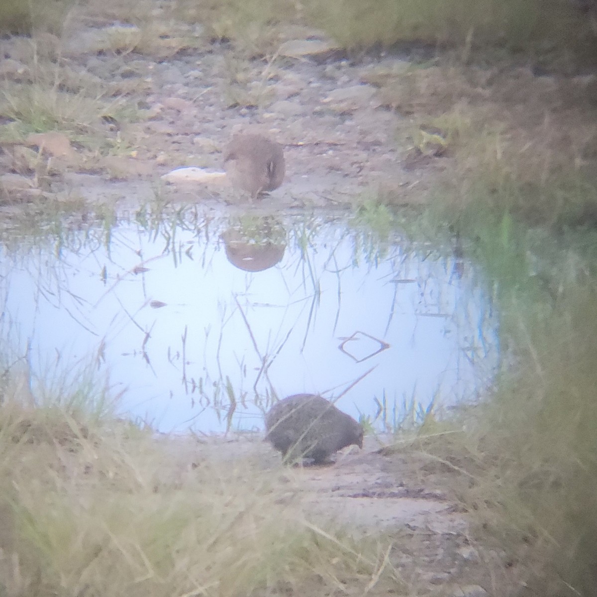Brown Quail - ML638168941