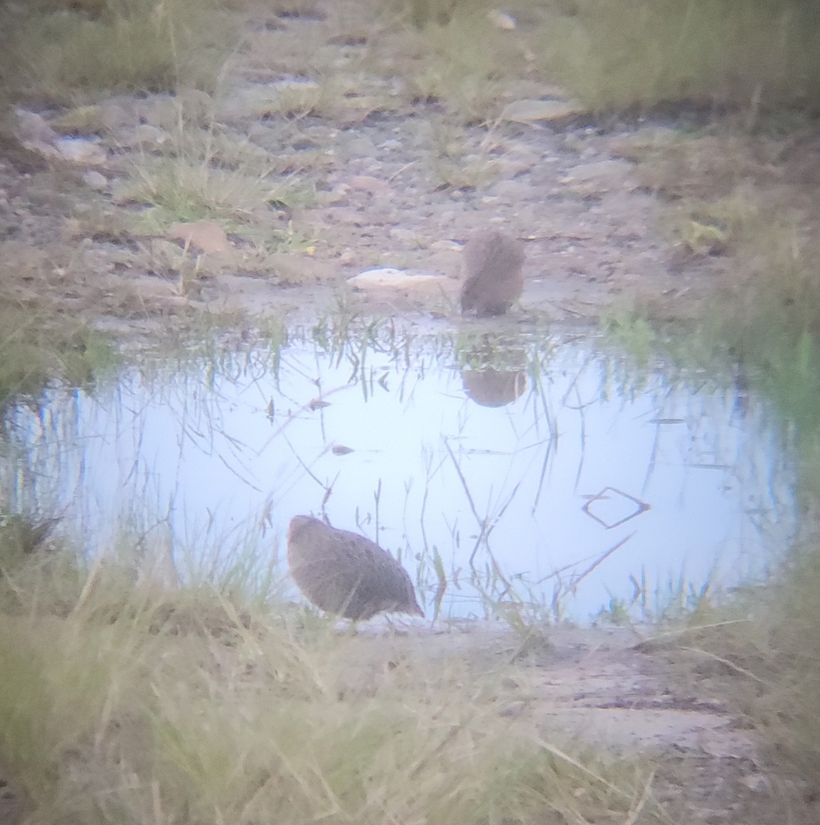 Brown Quail - ML638168943