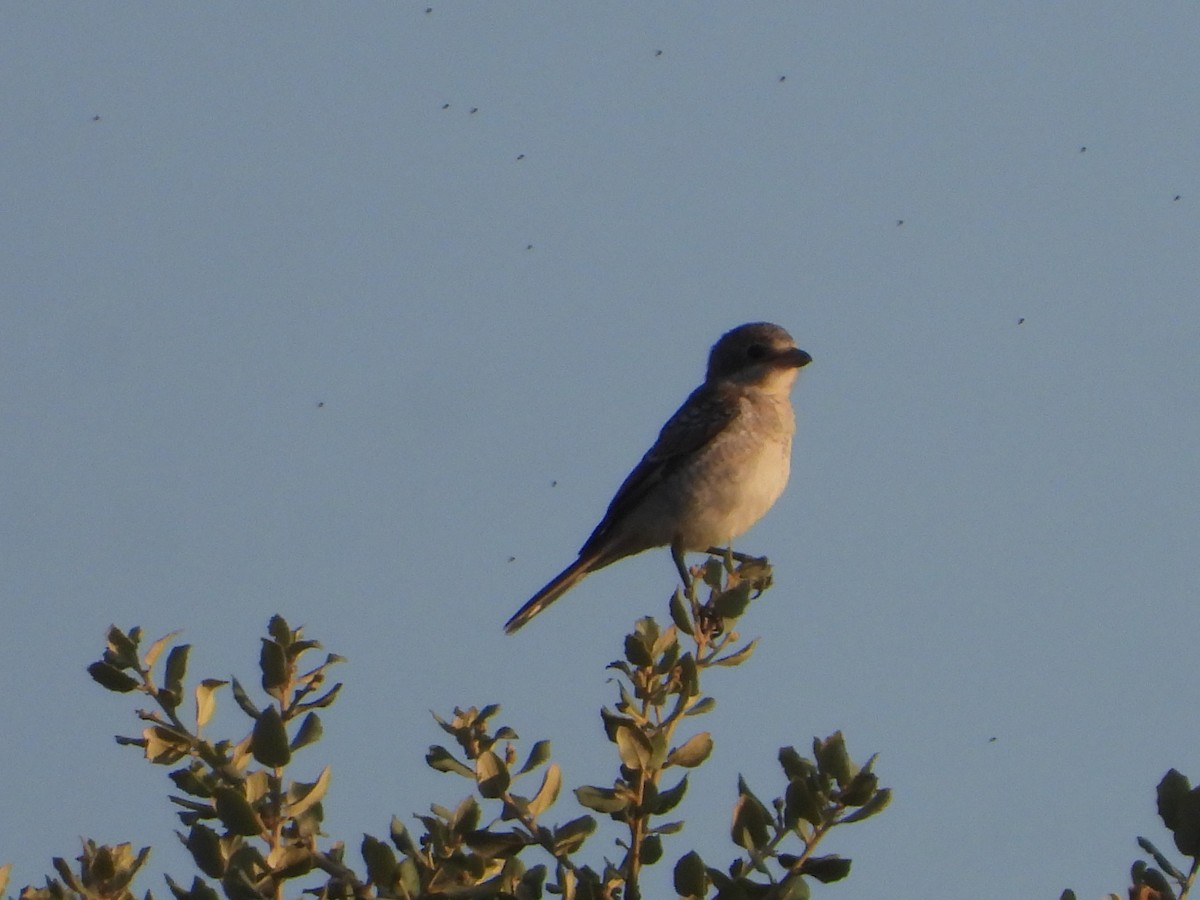 Woodchat Shrike - ML638168957