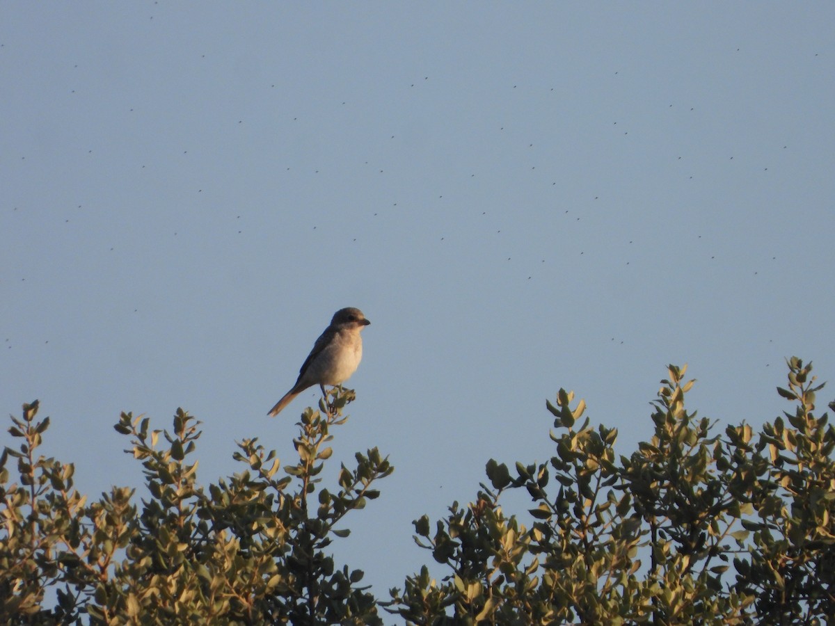 Woodchat Shrike - ML638168959