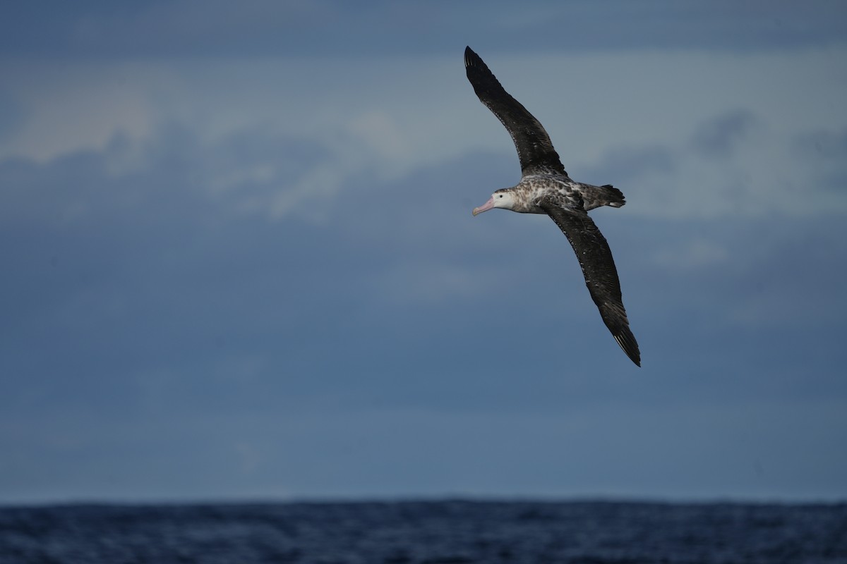 albatros jižní (ssp. gibsoni) - ML638168961