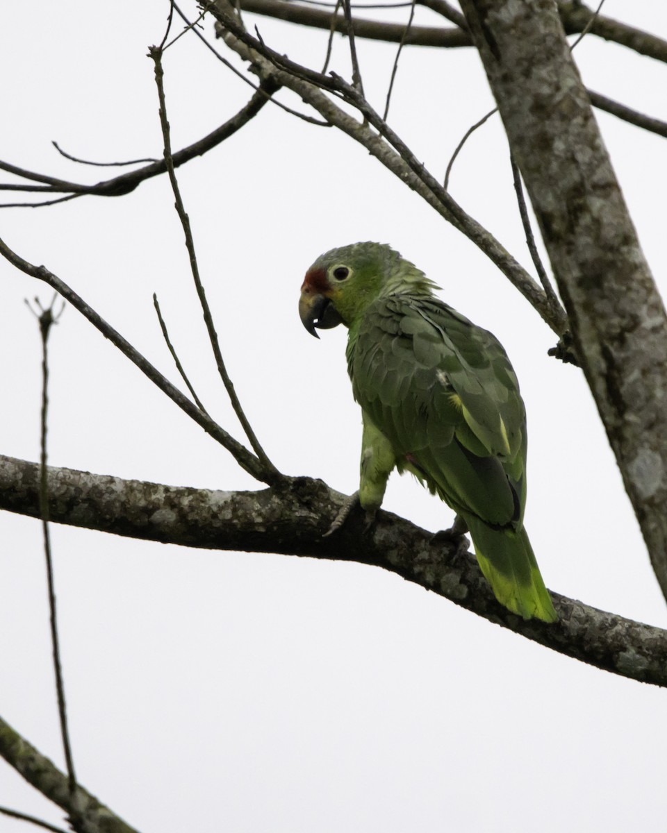 Red-lored Amazon - ML638168970