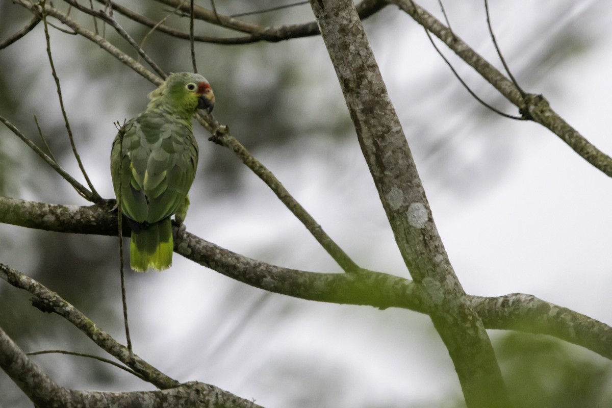 Red-lored Amazon - ML638168971