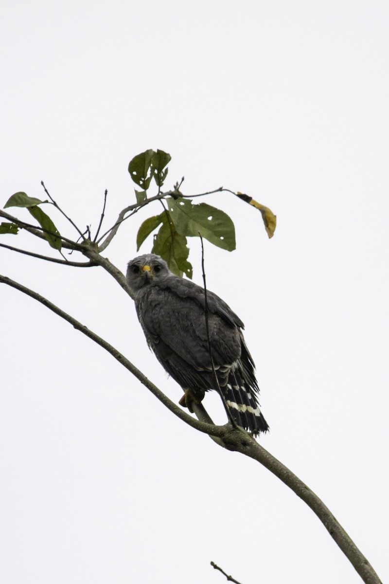 Gray Hawk - ML638168972