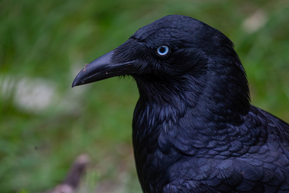 Little Raven - ML638168992