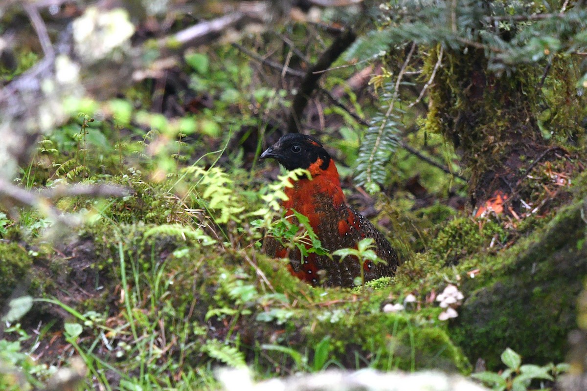 Satyr Tragopan - ML638168999