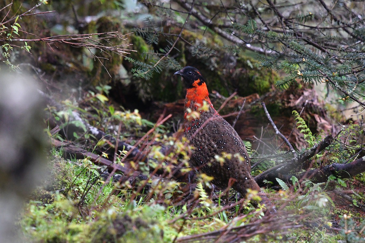 Satyr Tragopan - ML638169000