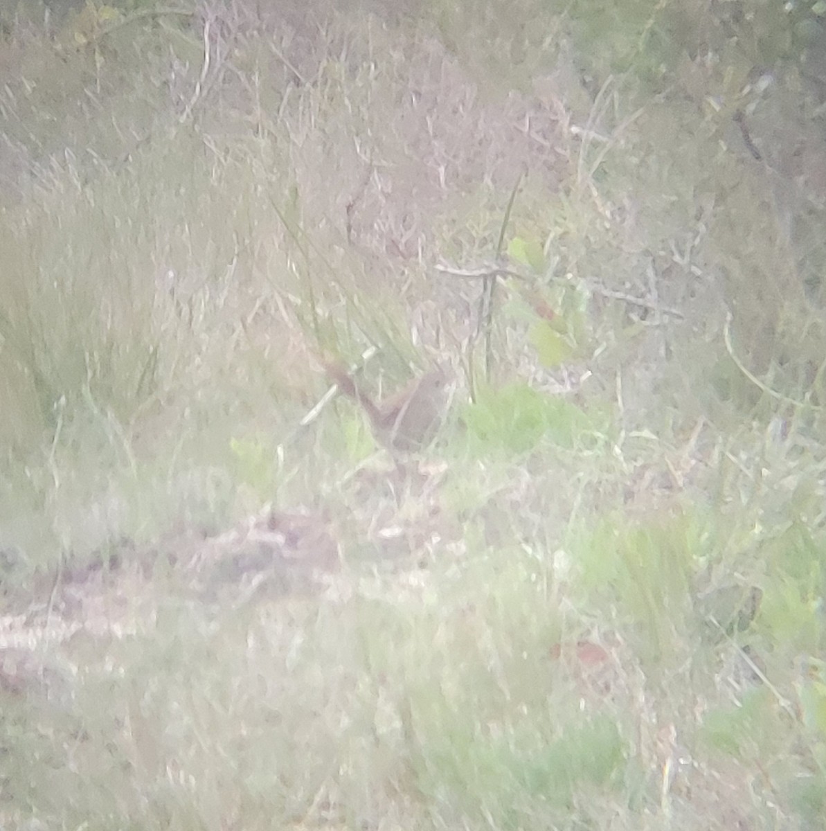 Eastern Bristlebird - ML638169007