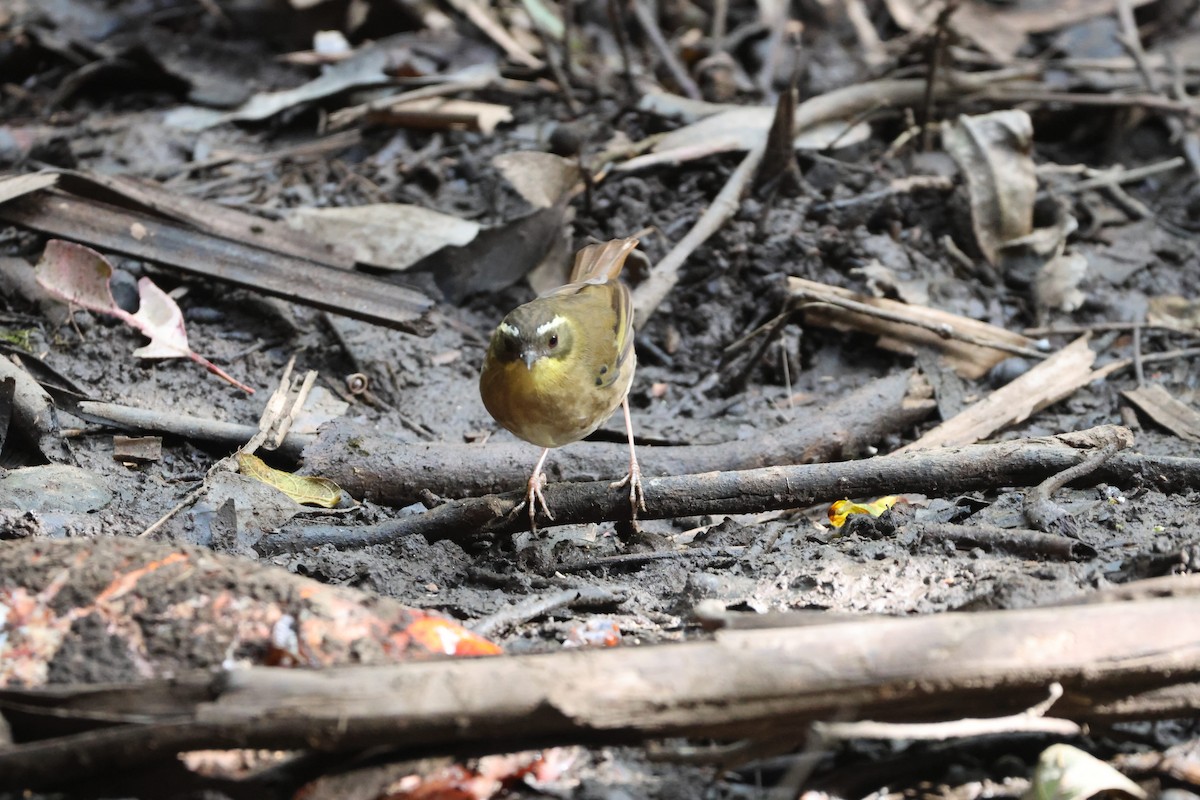 Yellow-throated Scrubwren - ML638169037