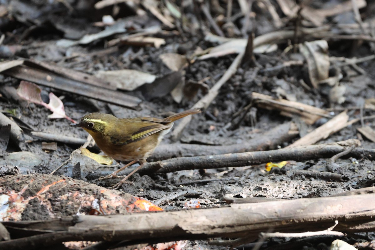 Yellow-throated Scrubwren - ML638169038