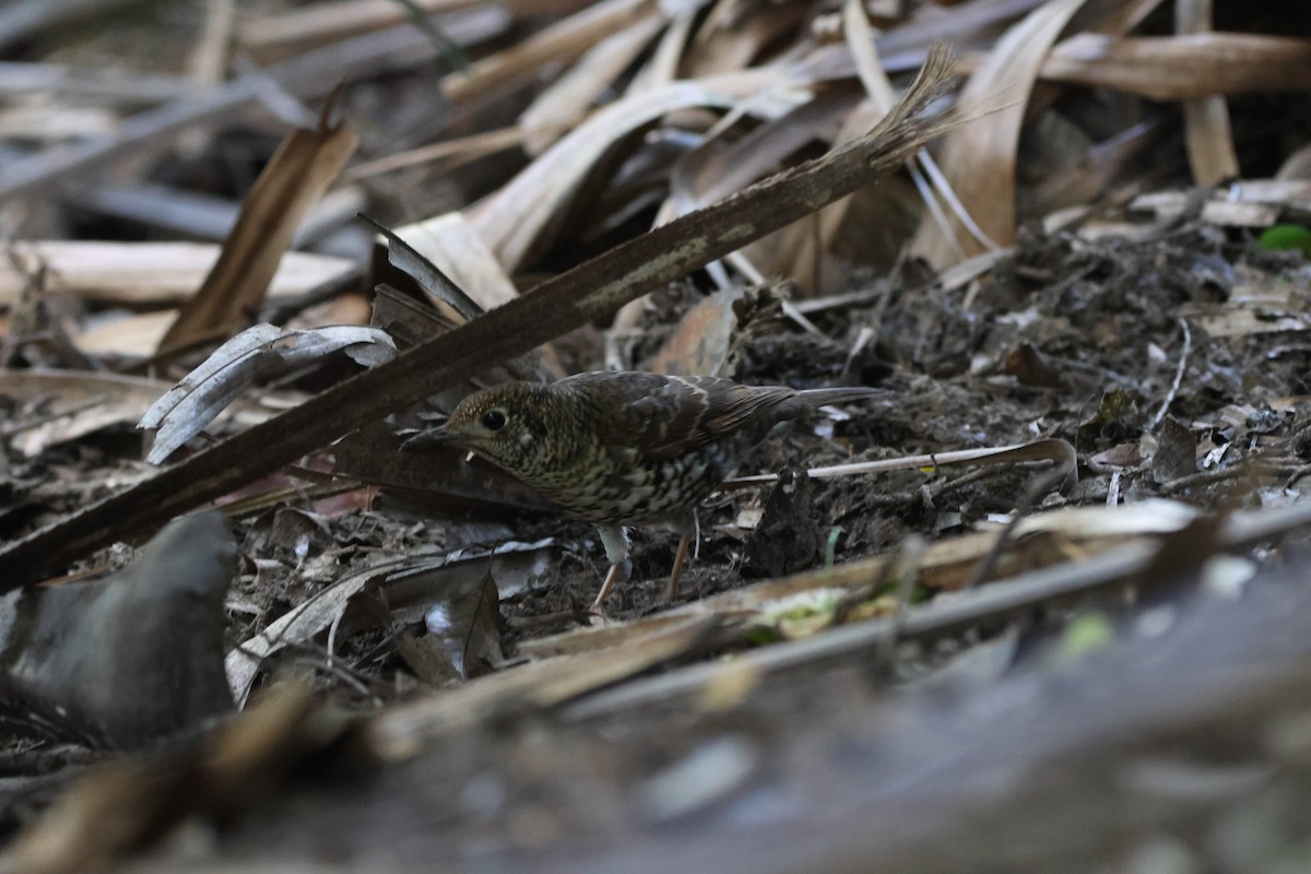 Bassian Thrush - ML638169043
