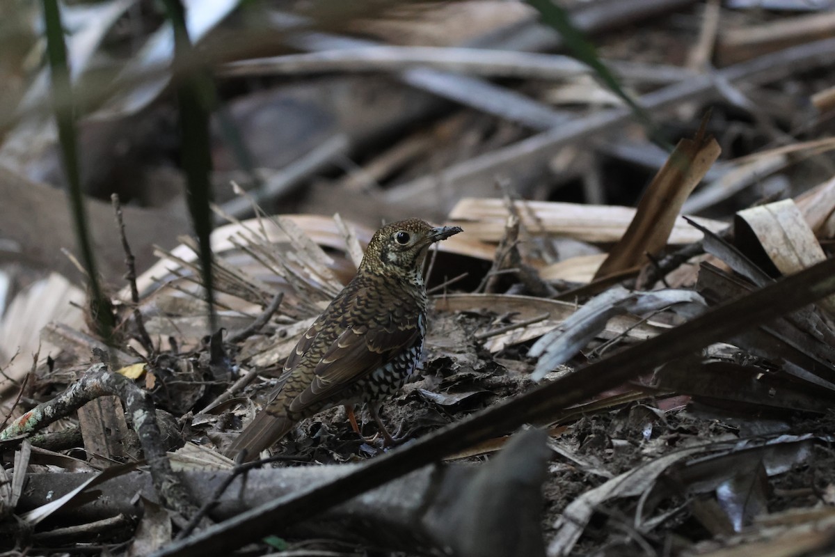 Bassian Thrush - ML638169044