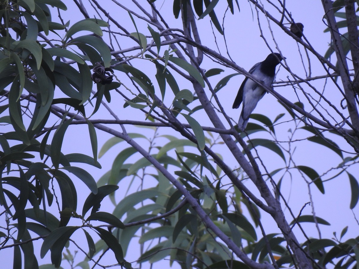 Black-headed Cuckooshrike - ML638169046