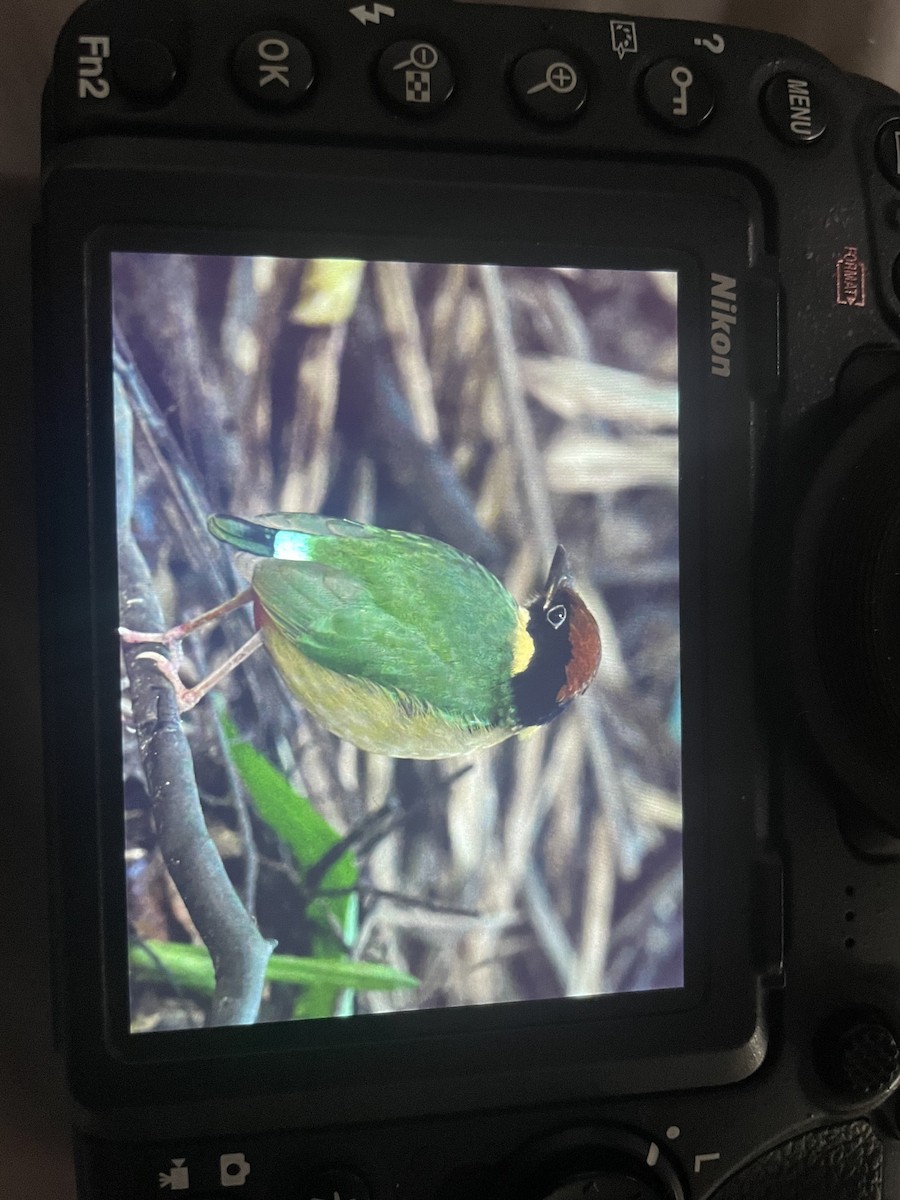 Noisy Pitta - ML638169061