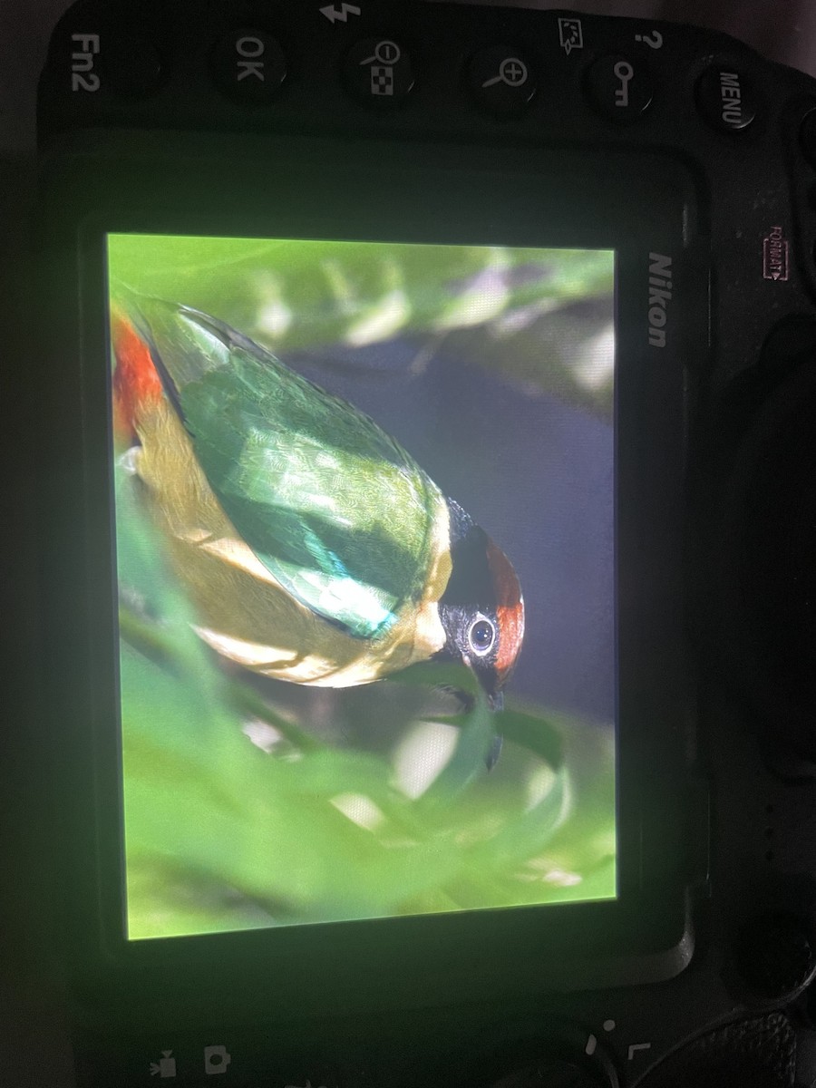 Noisy Pitta - ML638169062