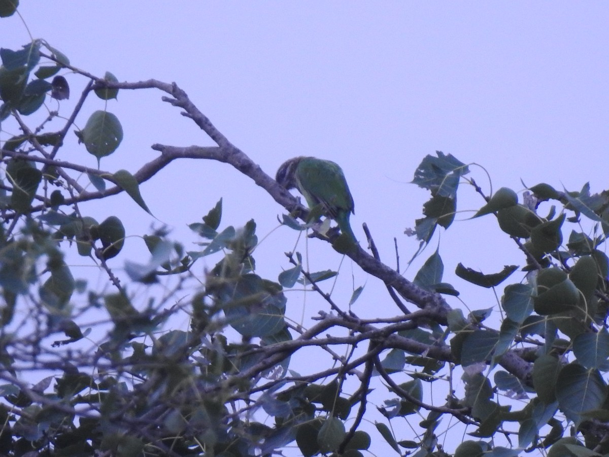 White-cheeked Barbet - ML638169091