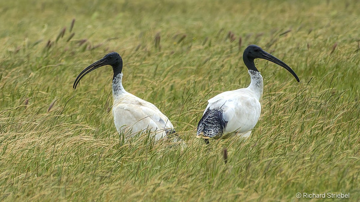 Australian Ibis - ML638169099