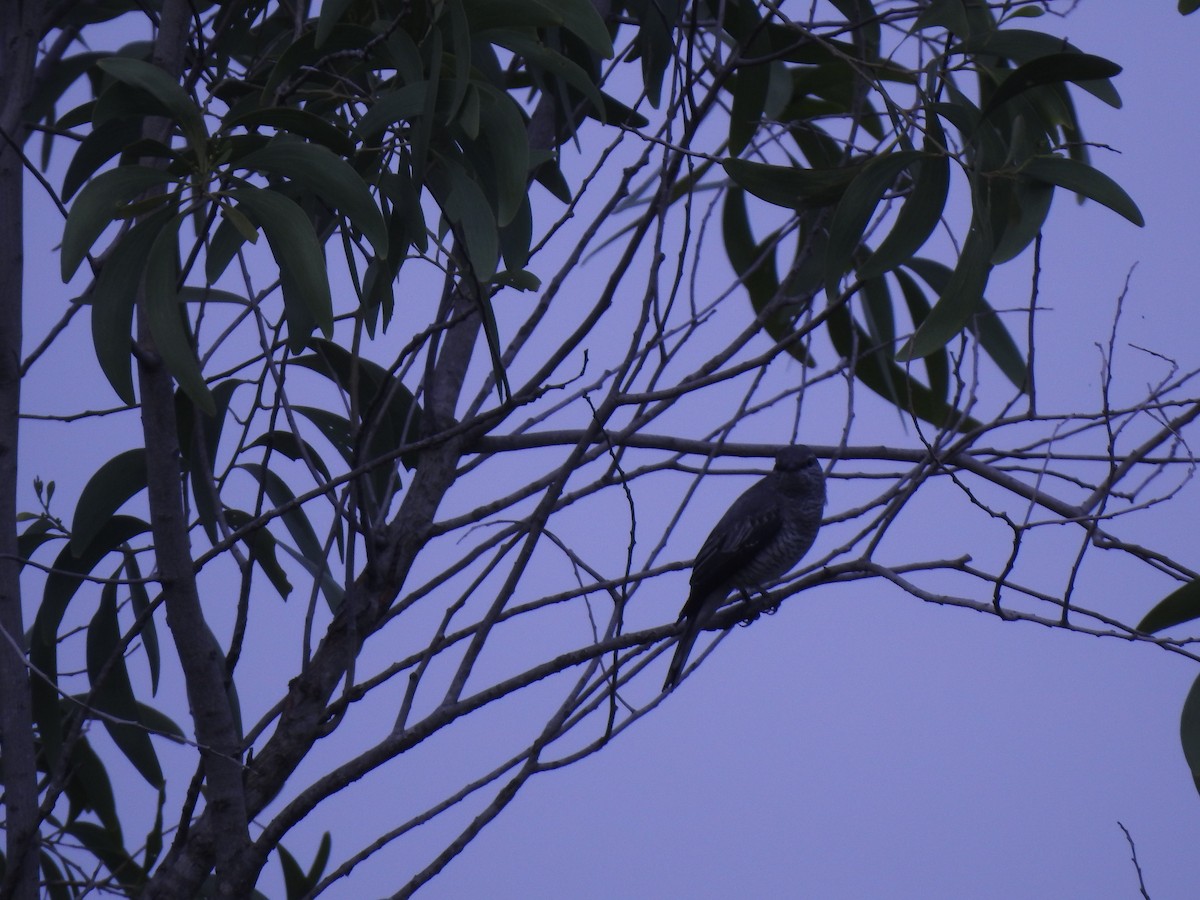 Black-headed Cuckooshrike - ML638169100
