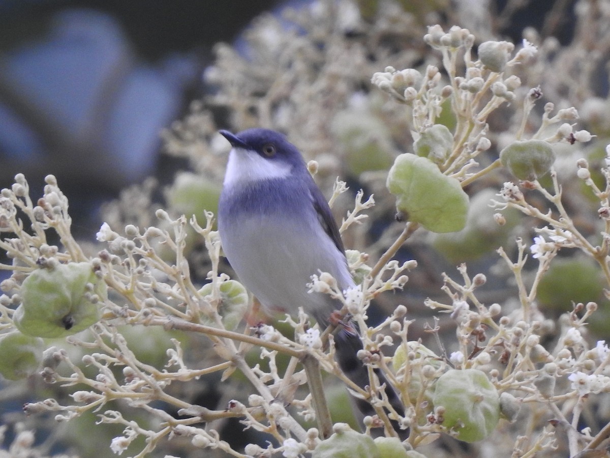 Gray-breasted Prinia - ML638169108