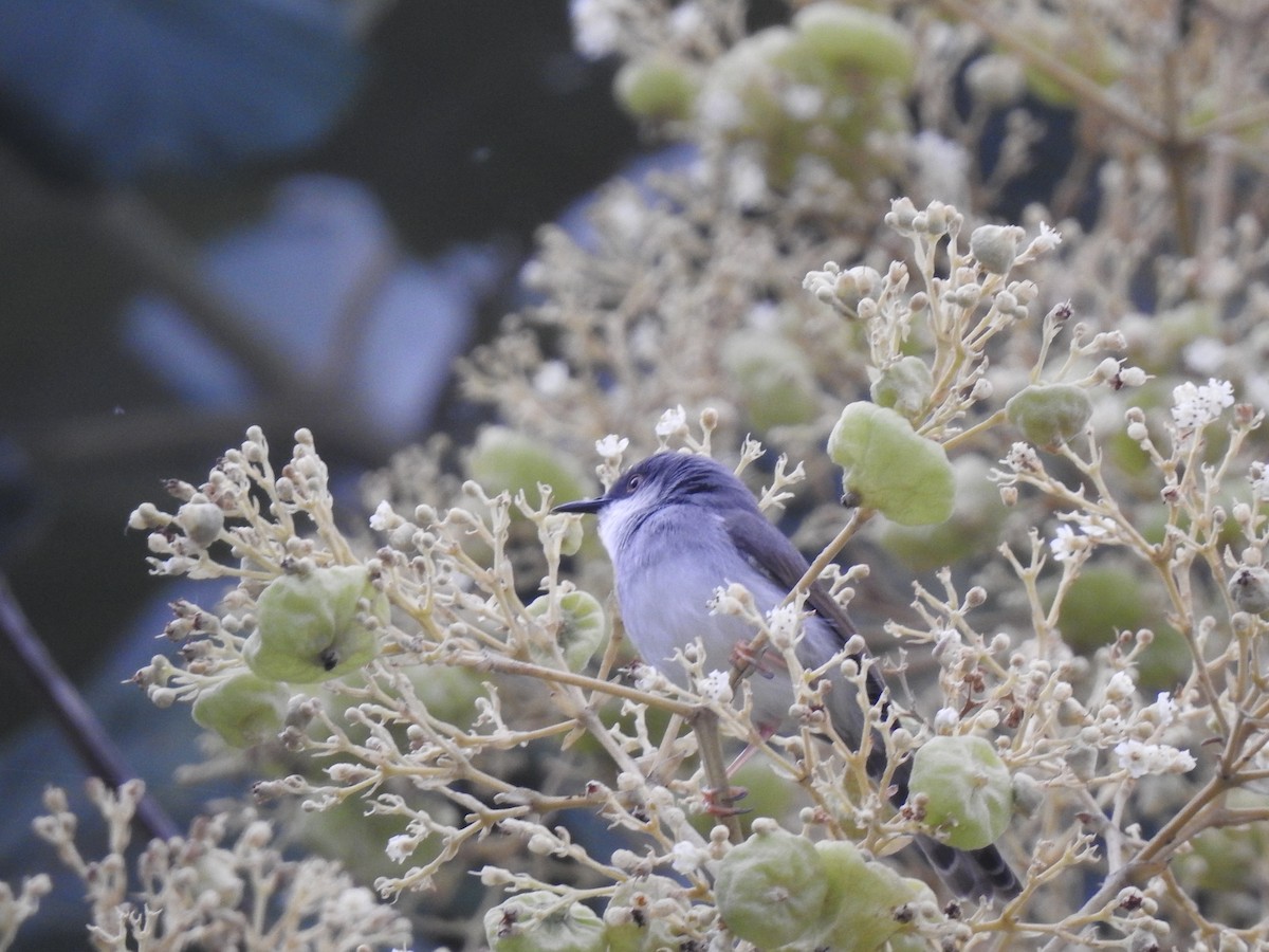 Gray-breasted Prinia - ML638169109