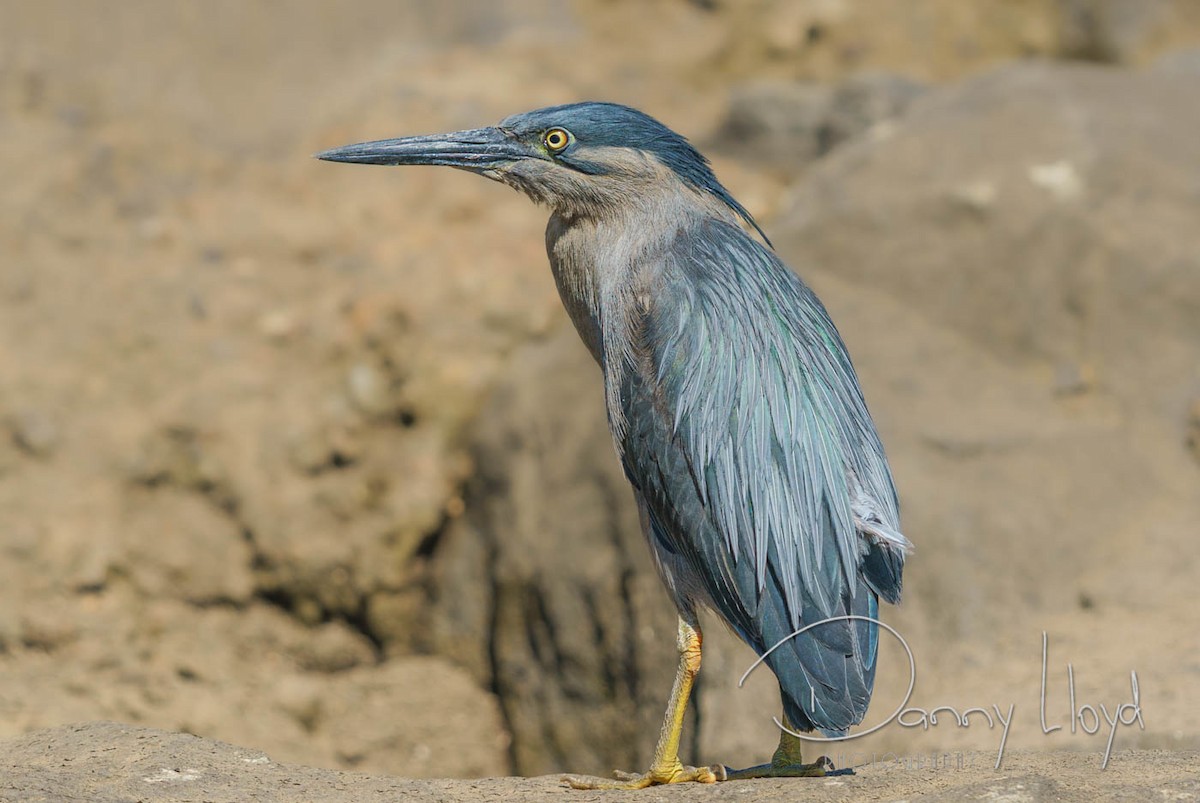 Striated Heron - ML638169118