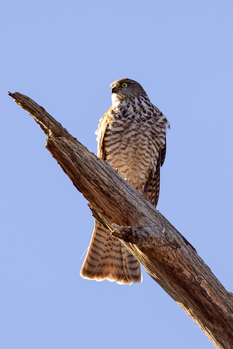 Collared Sparrowhawk - ML638169119
