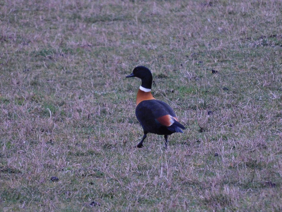 Australian Shelduck - ML638169121