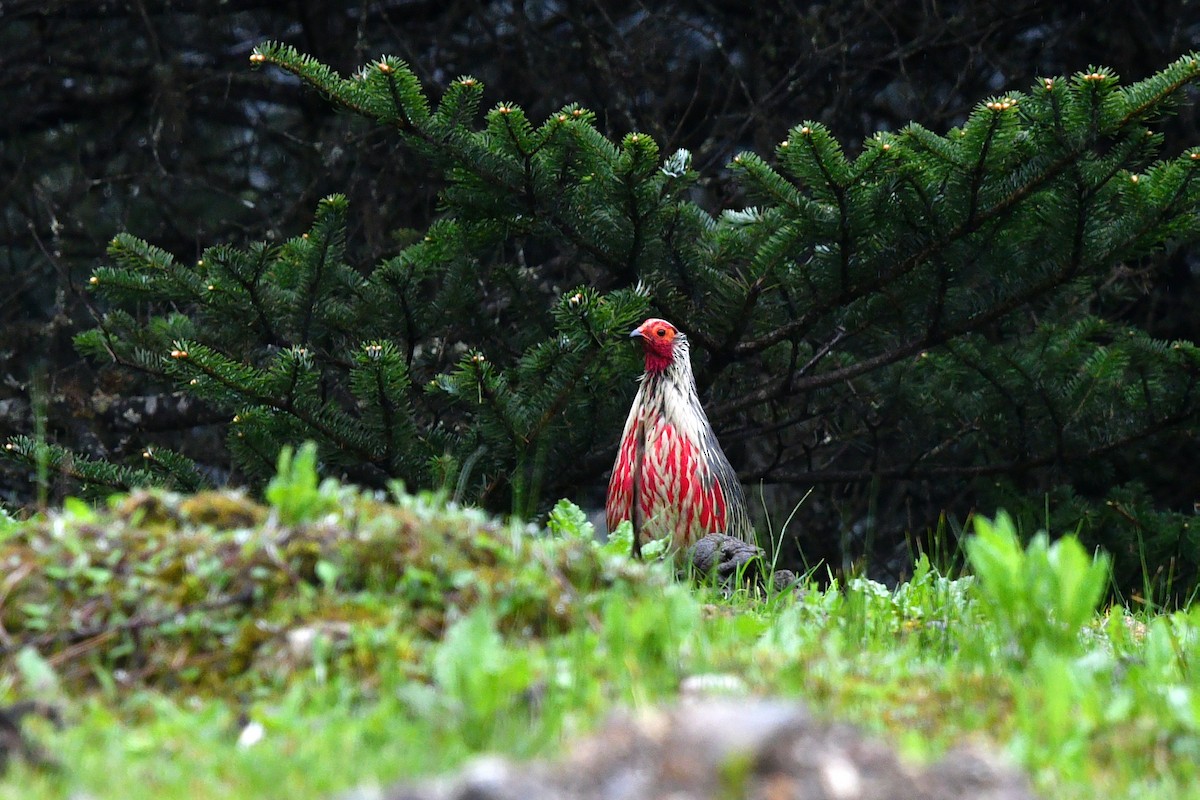 Blood Pheasant - ML638169122