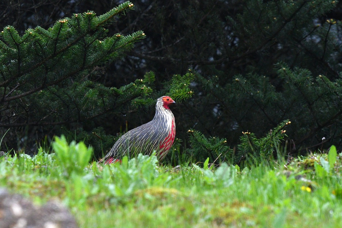 Blood Pheasant - ML638169123