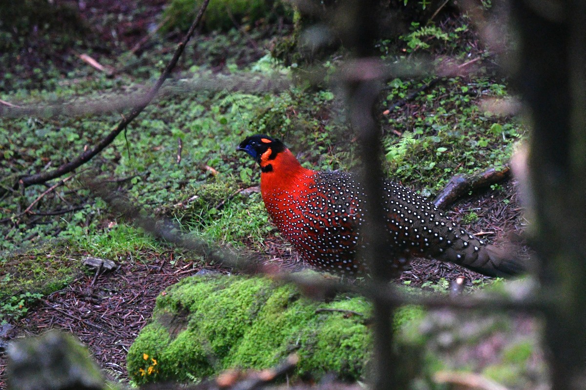 Satyr Tragopan - ML638169124