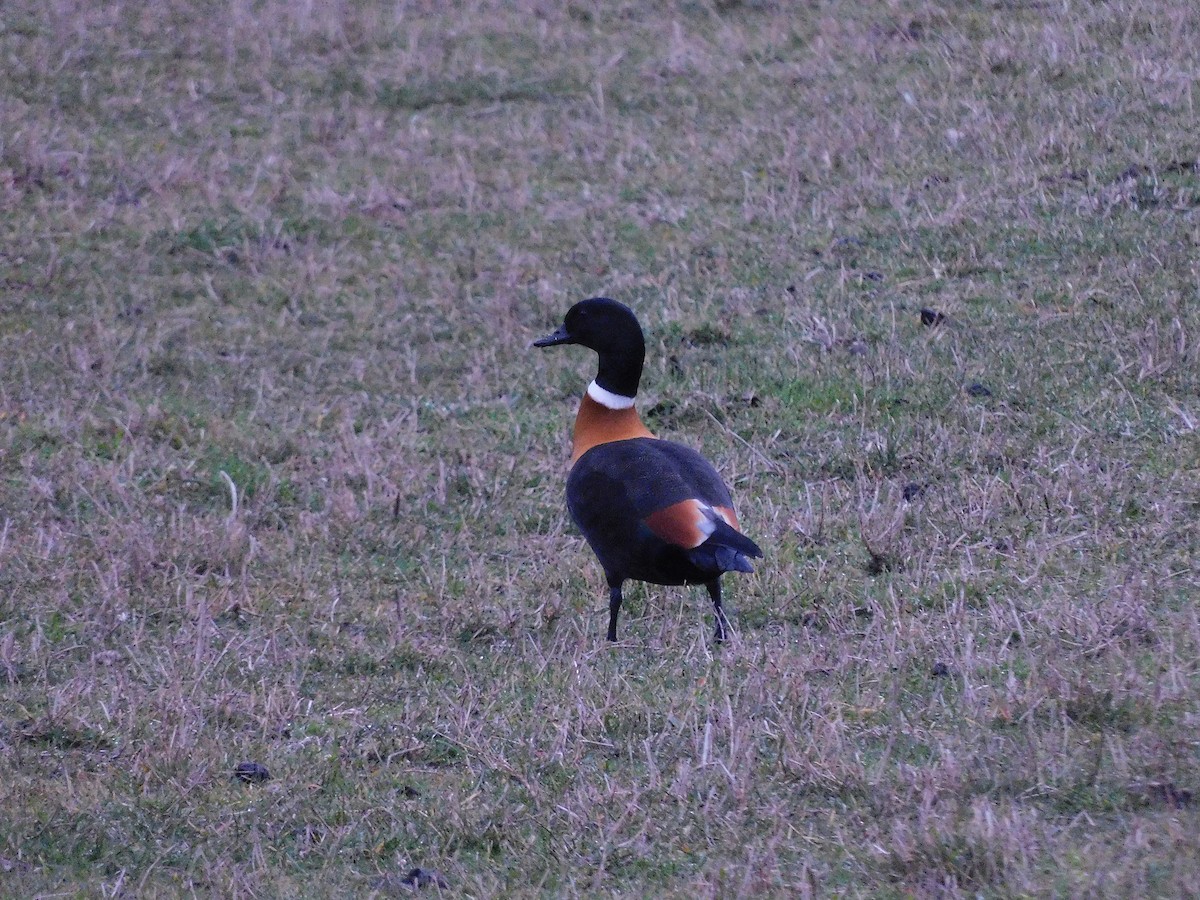 Australian Shelduck - ML638169126