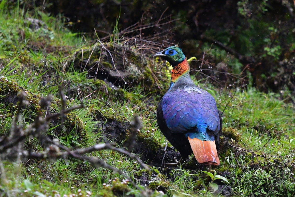 Himalayan Monal - ML638169132