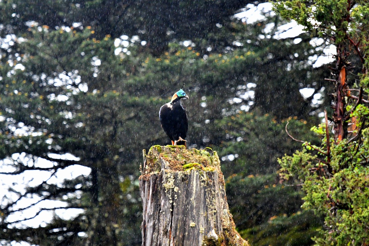 Himalayan Monal - ML638169134