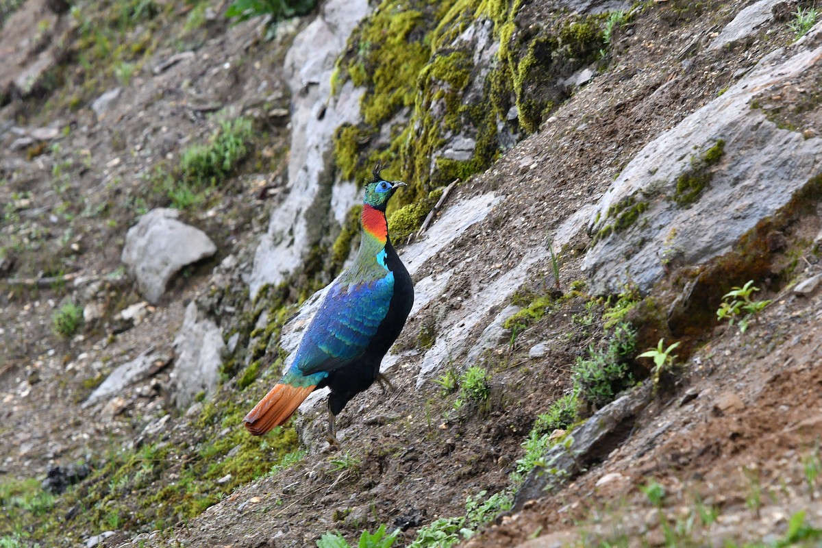 Himalayan Monal - ML638169135