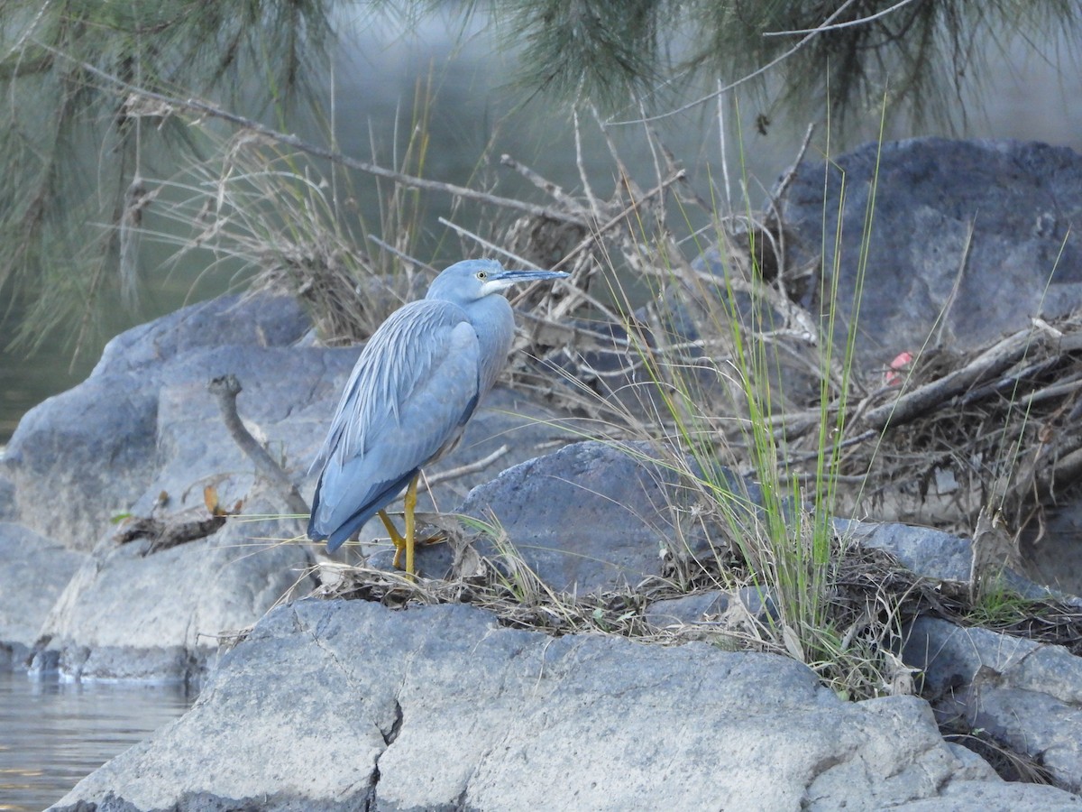 Weißwangenreiher - ML638169164
