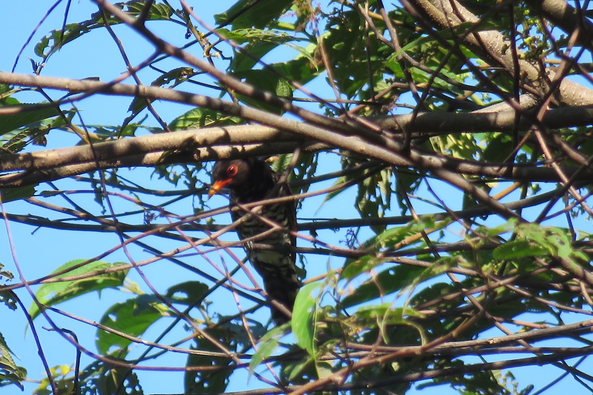 Violet Cuckoo - ML638169173
