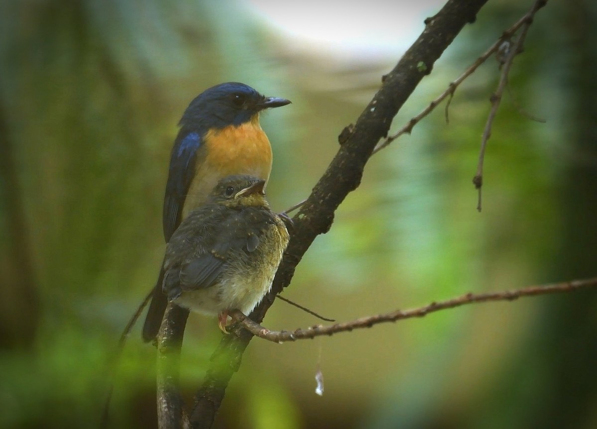 Tickellblauschnäpper - ML638169175