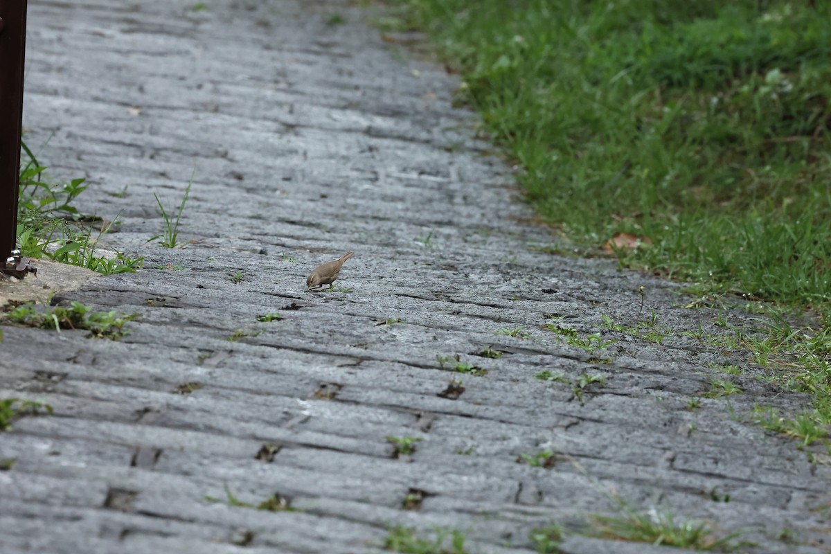 Japanese Bush Warbler - ML638169181