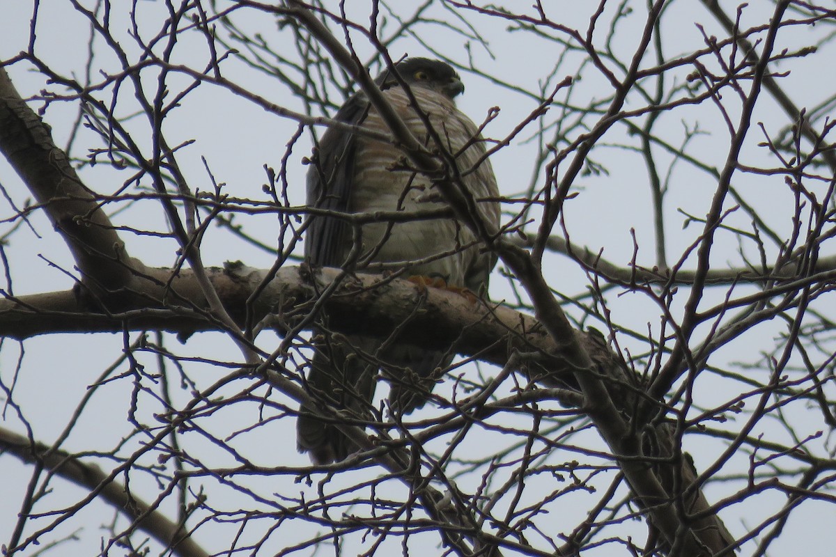 Accipitrine hawk sp. (former Accipiter sp.) - ML638169184
