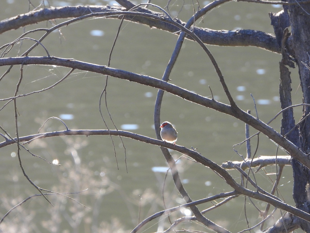 Red-browed Firetail - ML638169186