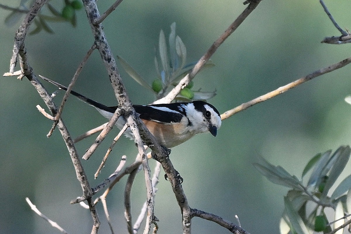 Masked Shrike - ML638169193