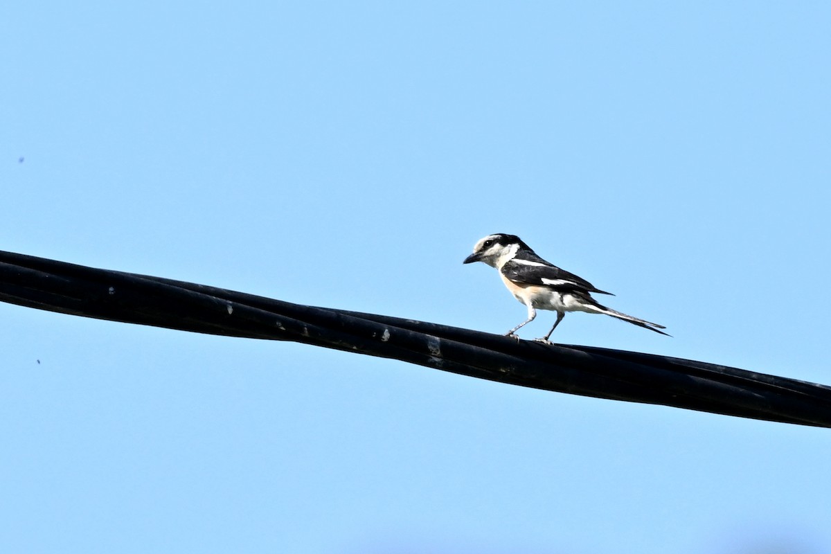 Masked Shrike - ML638169194