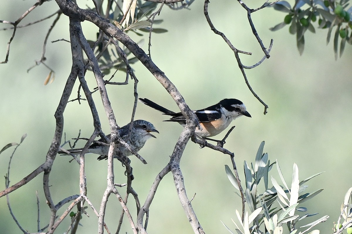 Masked Shrike - ML638169195