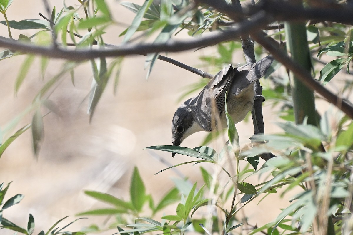 Eastern Orphean Warbler - ML638169198