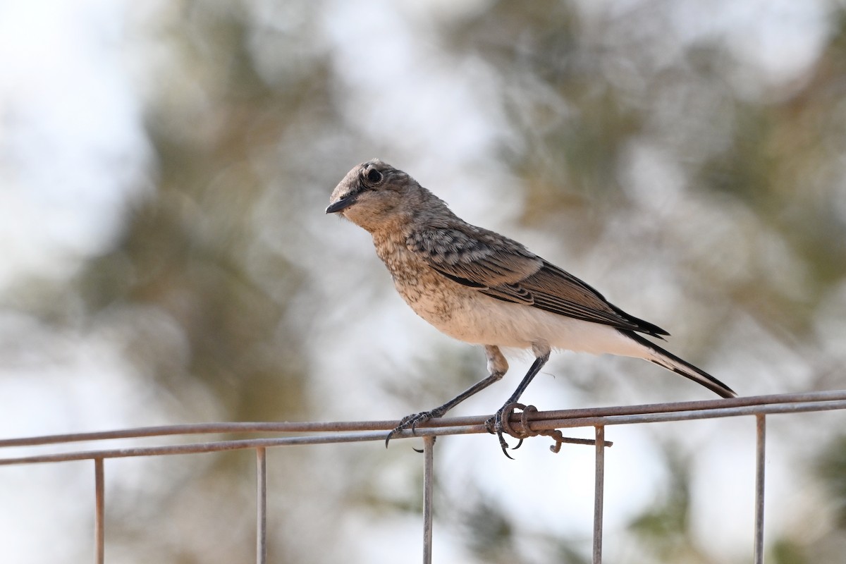 Eastern Black-eared Wheatear - ML638169201
