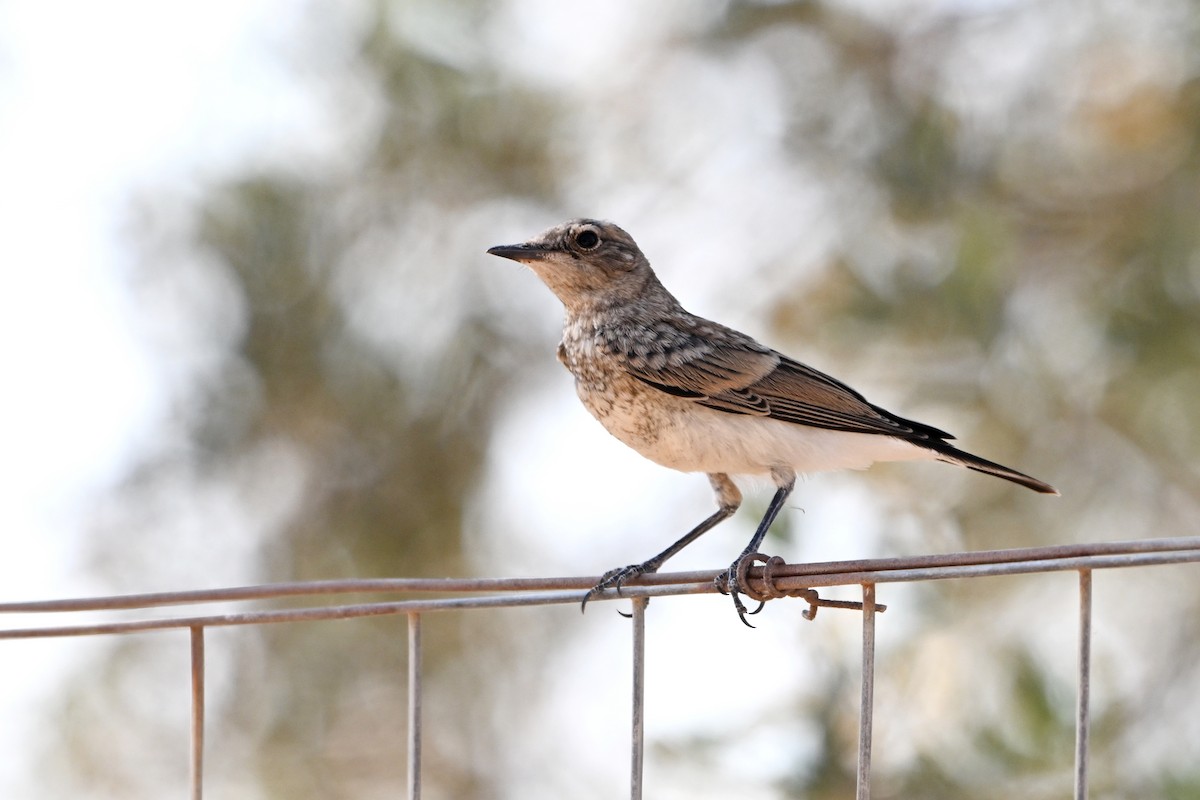 Eastern Black-eared Wheatear - ML638169202