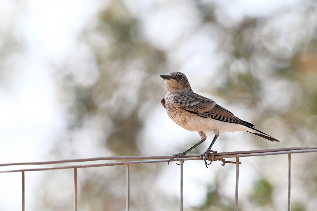 Eastern Black-eared Wheatear - ML638169203