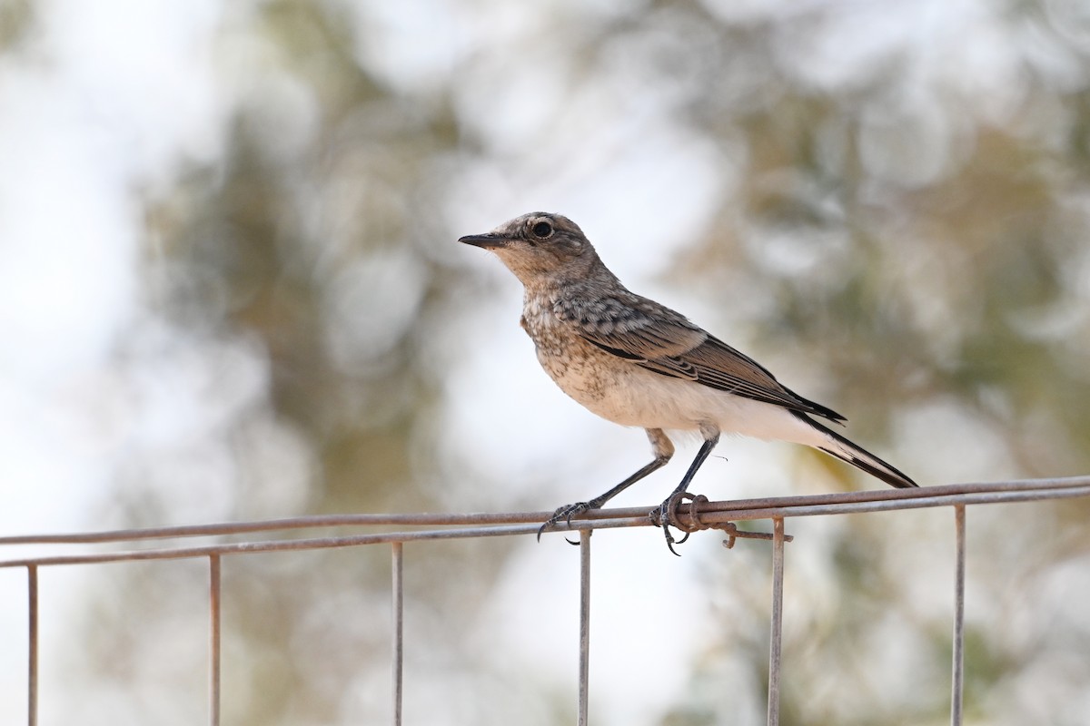 Eastern Black-eared Wheatear - ML638169204
