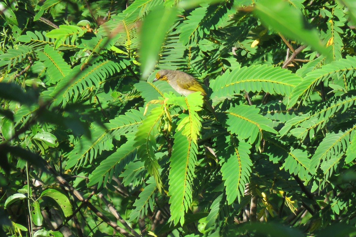 Stripe-throated Bulbul - ML638169205