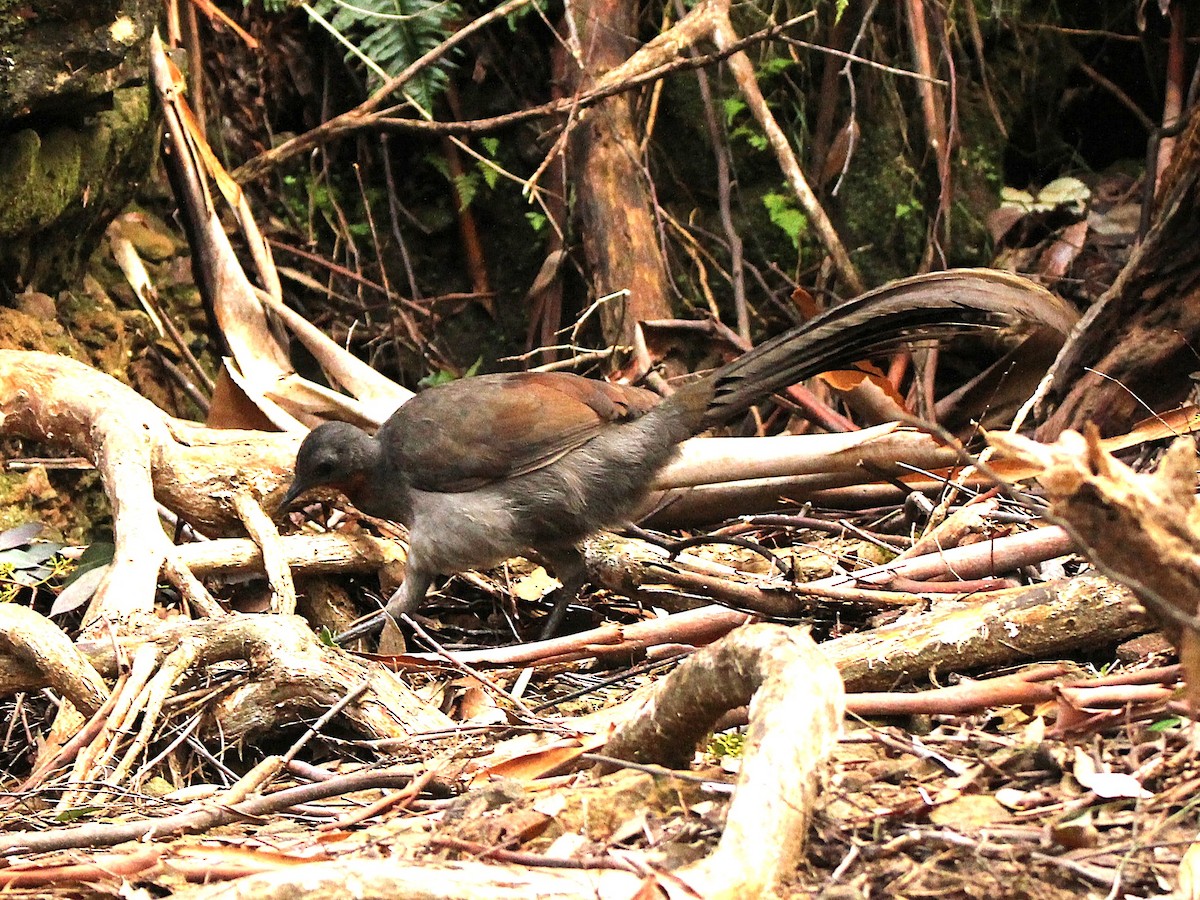 Superb Lyrebird - ML638169210